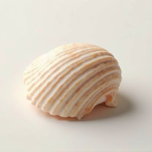 Seashell